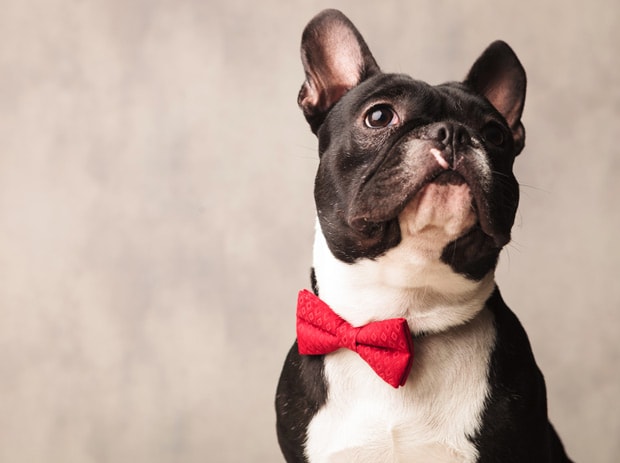 Dog with a red Bow tie